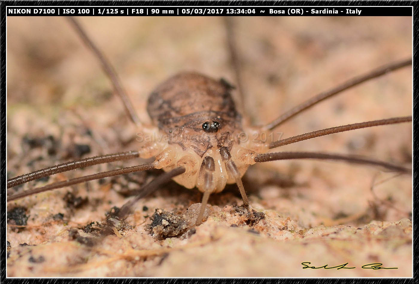 Opilio canestrinii ♂ (Thorell, 1876) Phalangiidae